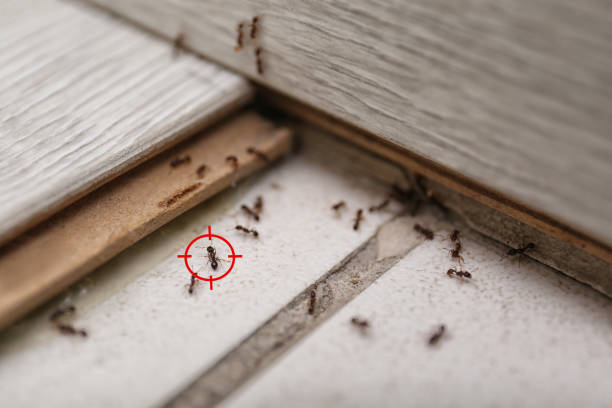 Best Real Estate Pest Inspections  in Ruston, WA